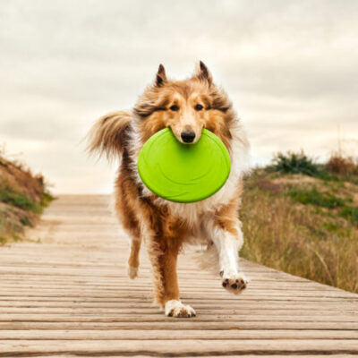 Frisbee de Goma Natural