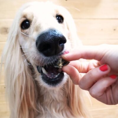 Pienso Natural para Perros