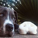 Morro de Cerdo deshidratado - Imagen 2