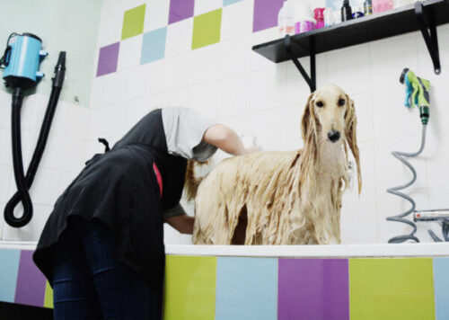 mitos sobre baños perros