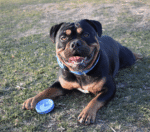 Rucan Sky Rings Disco