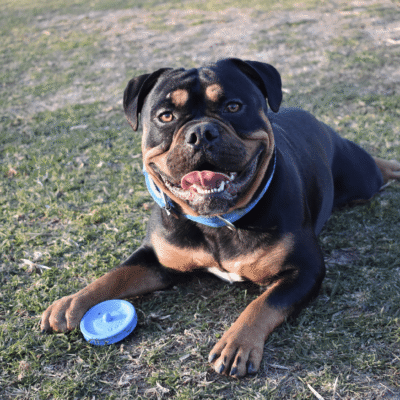 Rucan Sky Rings Disco