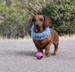 Rucan Dogball Pequeña Lila