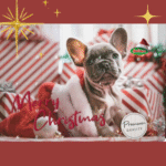 Calendario de Adviento Groumet Perro